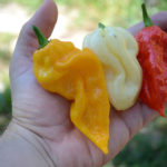 rotyi-01-szines-chilik