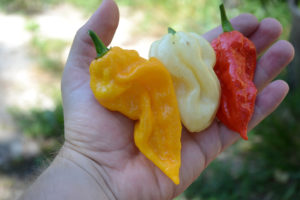 színes chili paprika