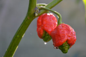 Trinidad Scorpion Moruga Chili