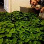 fenevad-chili-palantak_resize