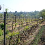 fenevad-chilifarm-szolohegy