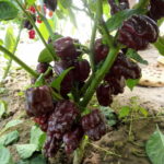 habanero-chocolate